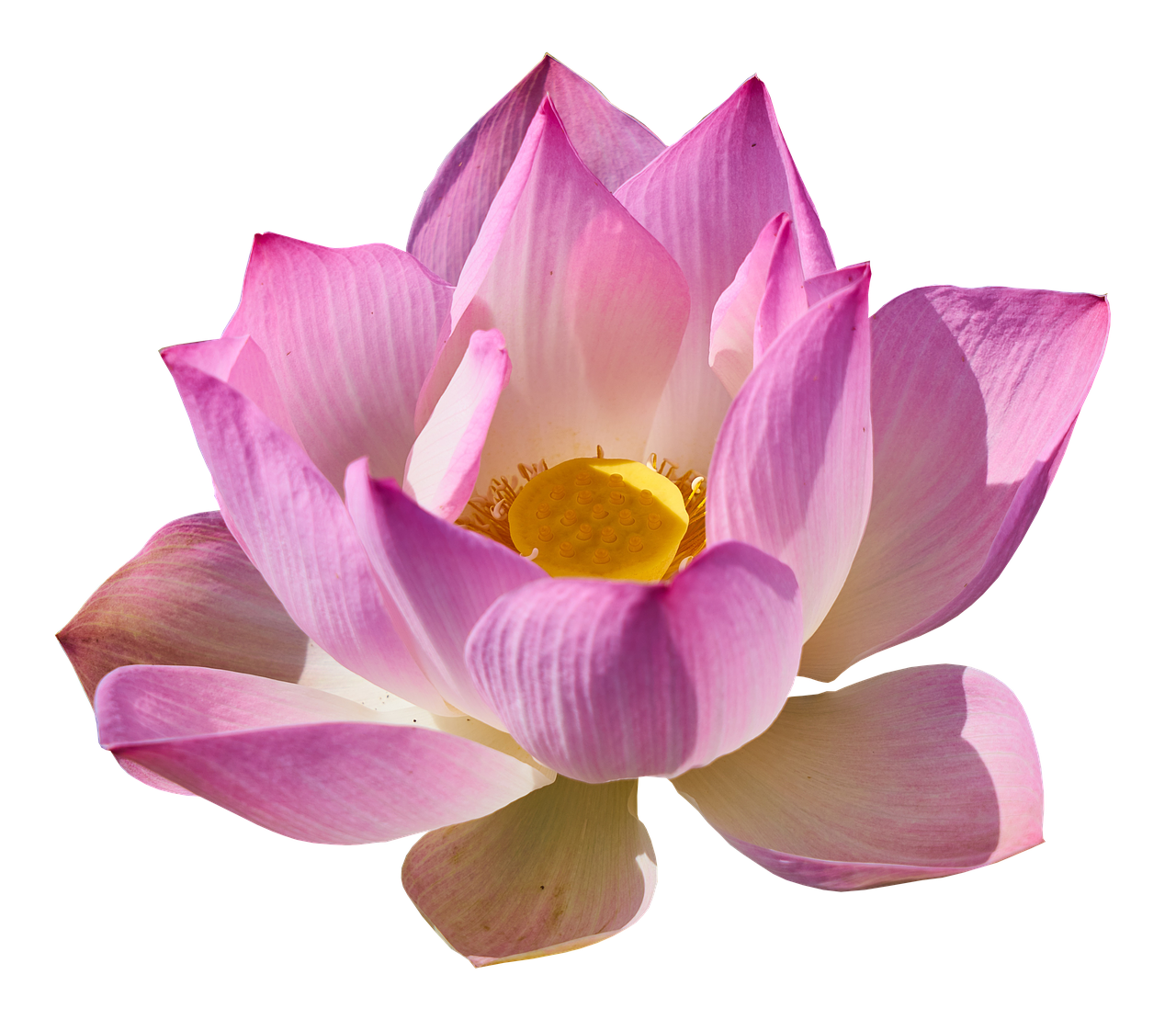estetiste siti web